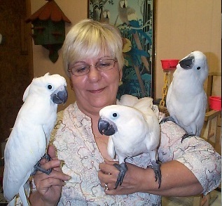 handfed baby parrot